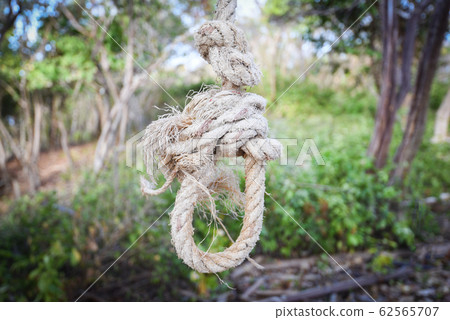 Rope loop knot tied - noose hanging on the tree or 62565707