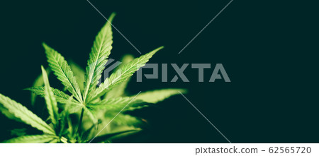 Marijuana leaf Cannabis plant tree growing on dark Marijuana leaf Cannabis plant tree growing on dark 62565720