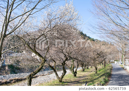 Hachioji City, Tokyo, Takao Umekyo, Promenade Bairin Hachioji City, Tokyo, Takao Umekyo, Promenade Bairin 62565739
