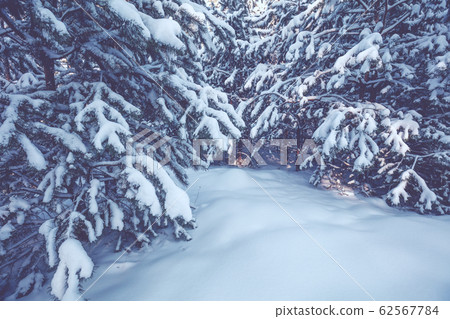 Young pine trees covered with snow Young pine trees covered with snow 62567784