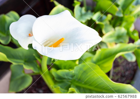 Vibrant flower background 62567988