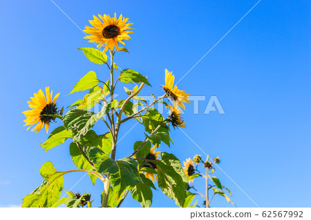 Vibrant flower background Vibrant flower background 62567992