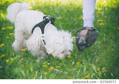 Picking up dog poop 62568072