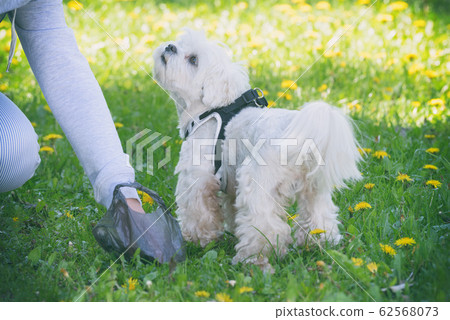 Picking up dog poop 62568073