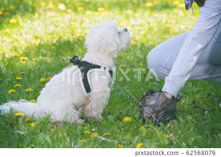 Picking up dog poop Picking up dog poop 62568076