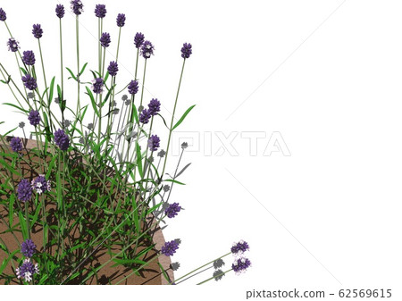 Lavender Background Background Copy Space 62569615