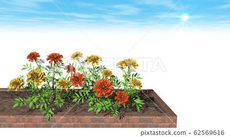 萬壽菊背景副本空間 62569616