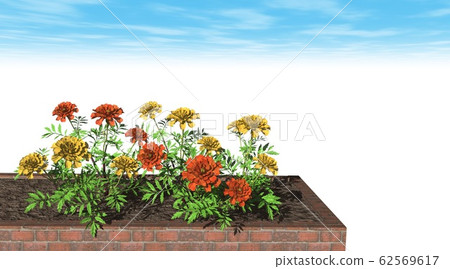Marigold background copy space 62569617