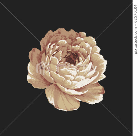 Deep bottom beautiful peony flowers, romantic florets material 62570104