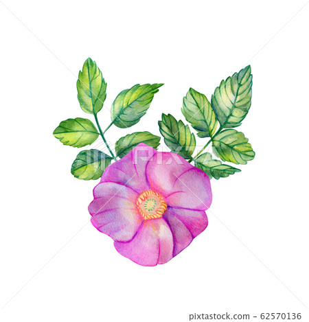 Watercolor bouquet with rose hips. Watercolor bouquet with rose hips. 62570136