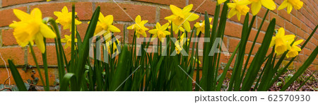 panorama of daffodils panorama of daffodils 62570930