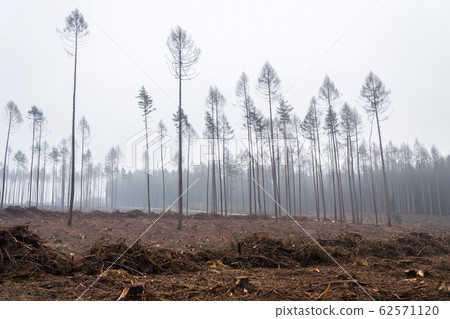 Glade or forest clearing with solitary larch and pine trees at bark beetle calamity area, spruce timber crisis, foggy day Glade or forest clearing with solitary larch and pine trees at bark beetle calamity area, spruce timber crisis, foggy day 62571120