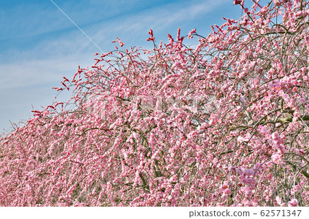 Plum blossom Plum blossom 62571347