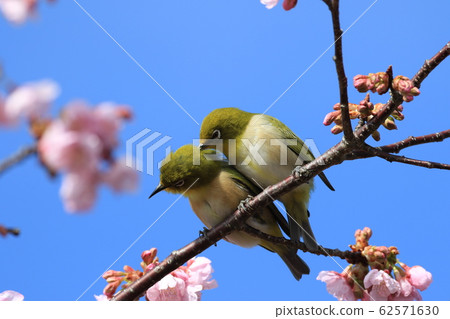 Mejiro mejiro Mejiro mejiro 62571630