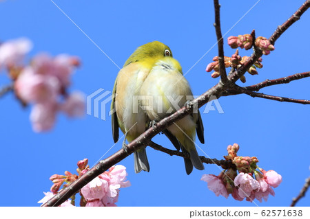 Mejiro mejiro Mejiro mejiro 62571638
