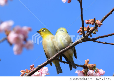 Mejiro mejiro Mejiro mejiro 62571639