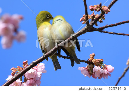 Mejiro mejiro Mejiro mejiro 62571640