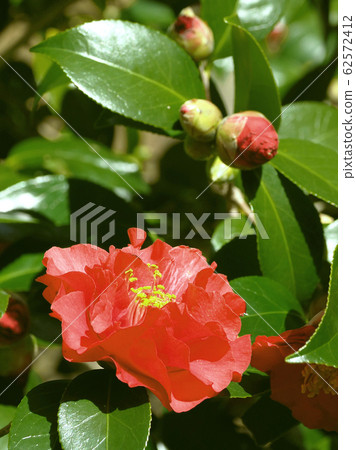 Beautiful camellia 62572412