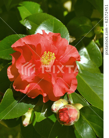 Beautiful camellia 62572451