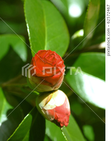 美麗的山茶花 62572467