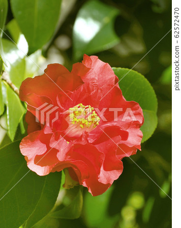美麗的山茶花 62572470