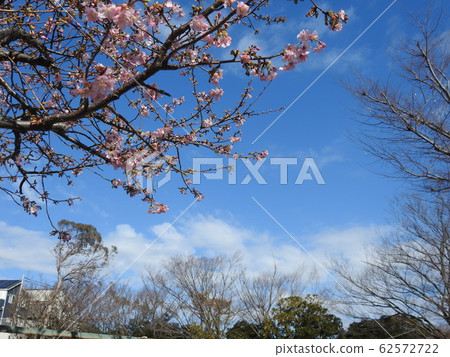 Sky and cherry blossoming scenery! . . . Gentle landscape. . . Sky and cherry blossoming scenery! . . . Gentle landscape. . . 62572722