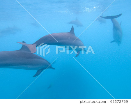 Flock of dolphins playing in the blue water near Mafushi island, Maldives 62572769