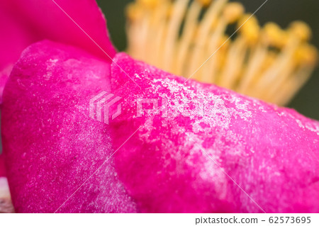 茶花 茶花 62573695