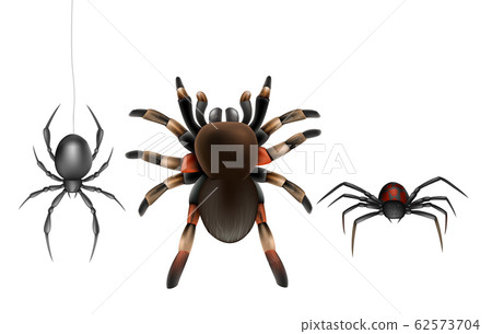 Poisonous spiders species cartoon set Poisonous spiders species cartoon set 62573704