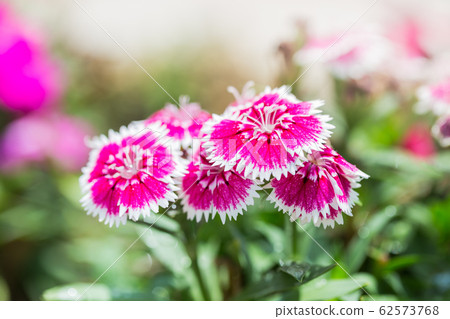 Closeup of pink Dianthus Chinensis Flowers in the garden used as an illustration in agriculture Closeup of pink Dianthus Chinensis Flowers in the garden used as an illustration in agriculture 62573768