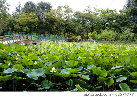 蓮花 蓮花 62574777