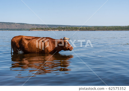 One big brown cow is standing in Volga river and freshing in it in hot summer day.  Summer countryside landscape. 62575352