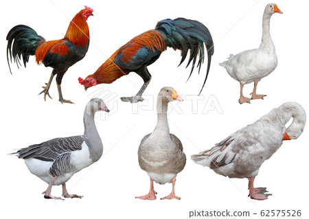 set Animal farm 4 action goose and 2 action set Animal farm 4 action goose and 2 action 62575526