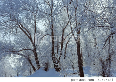 Winter landscape of frosted trees against a blue sky on a sunny morning. Winter landscape of frosted trees against a blue sky on a sunny morning. 62576481