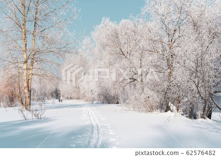 Winter landscape of frosted trees against a blue sky on a sunny morning. Winter landscape of frosted trees against a blue sky on a sunny morning. 62576482