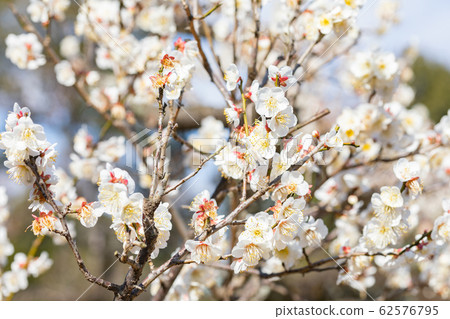 梅花野生李 62576795