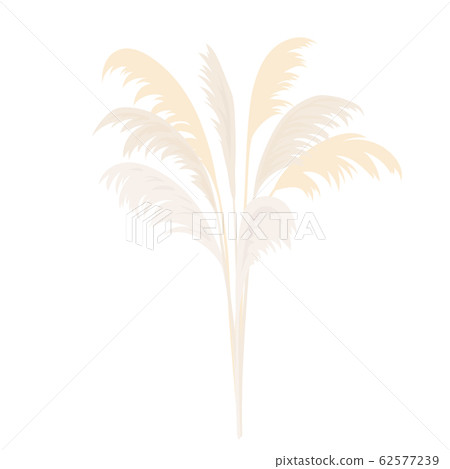 Silver Pampas grass sheaf. Card template. copy Silver Pampas grass sheaf. Card template. copy 62577239