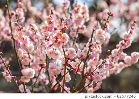 梅花八重朝日 62577240