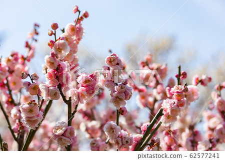 梅花八重朝日 梅花八重朝日 62577241