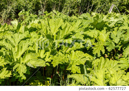 Green heracleum, cow-parsnip plant in summer 62577727