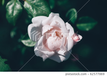 Garden light pink roses Garden light pink roses 62577869