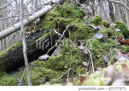 A large fallen tree in the forest is covered with A large fallen tree in the forest is covered with 62577871