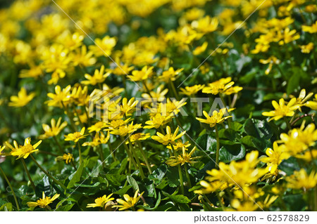 Yellow Kikuzaki Ryukinka flower 62578829