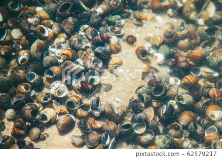 Transparent water bottom of the river with a large number of snails on the sand illuminated by the bright spring sun 62579217