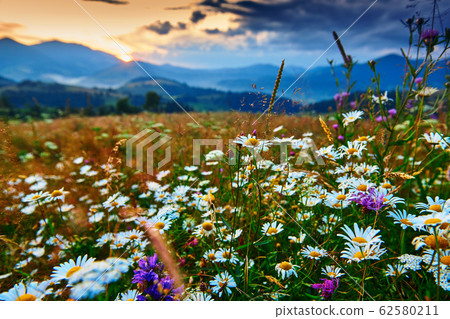 wildflowers, meadow and beautiful sunset in wildflowers, meadow and beautiful sunset in 62580211