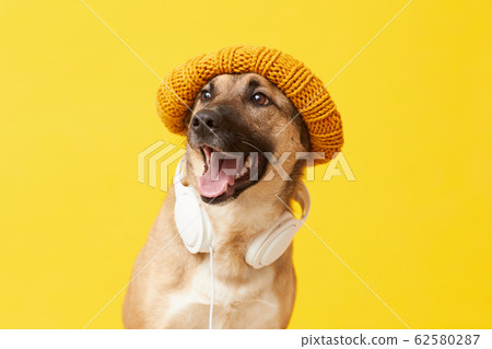 Hipster dog portrait Hipster dog portrait 62580287