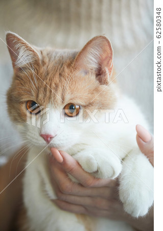 Woman holding her pet Woman holding her pet 62580348