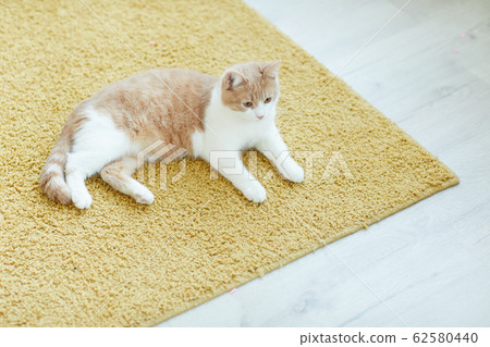 Cat resting on the carpet 62580440