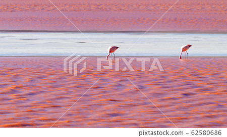 Laguna Colorada flamingos, Bolivia 62580686