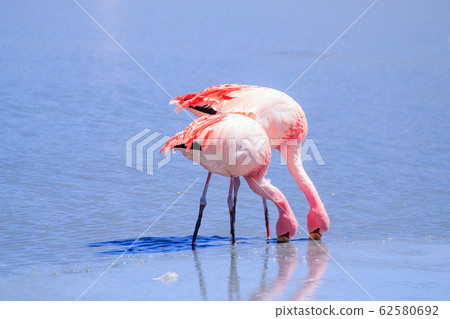 Laguna Hedionda flamingos, Bolivia 62580692